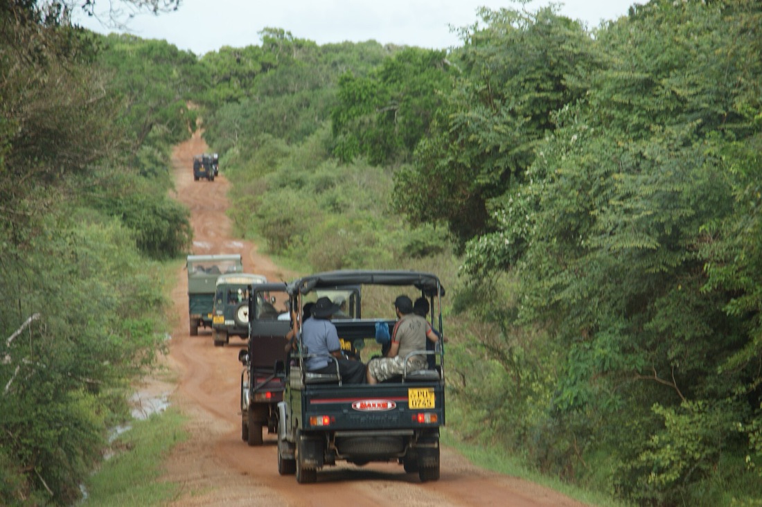 Safari jeeps driving along a red dirt track through green scrub forest in Yala