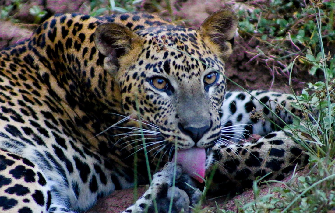 Close portrait of a Sri Lankan leopard resting in the grass and licking its paw