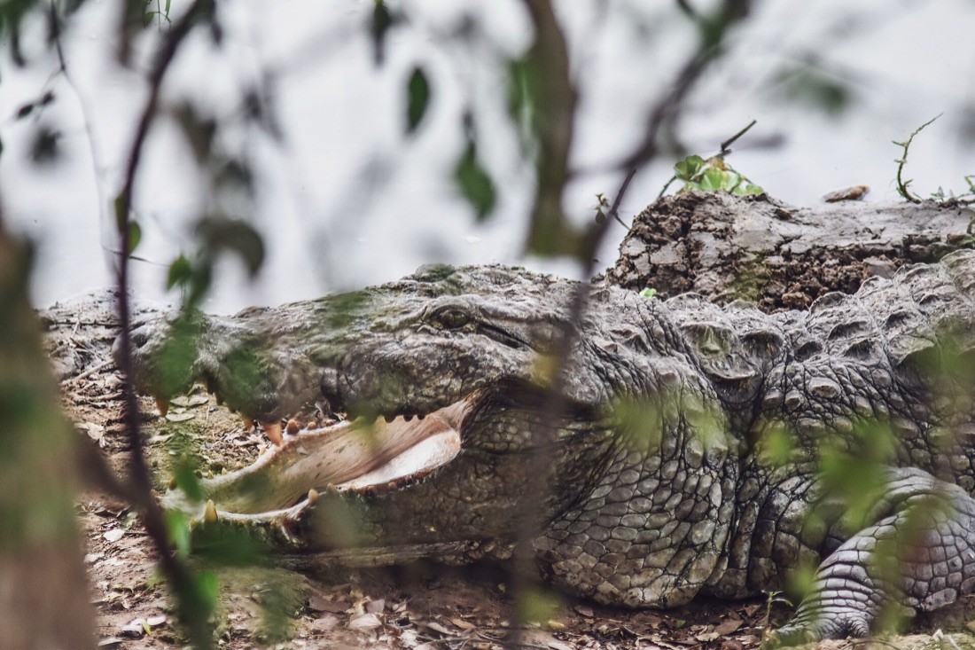 A mugger crocodile basking with its jaws open at the edge of a lagoon
