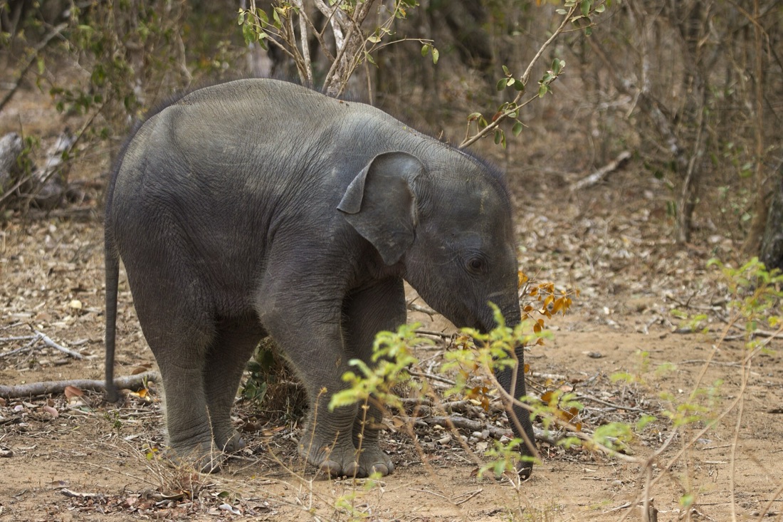 A young Sri Lankan elephant calf foraging in dry scrub