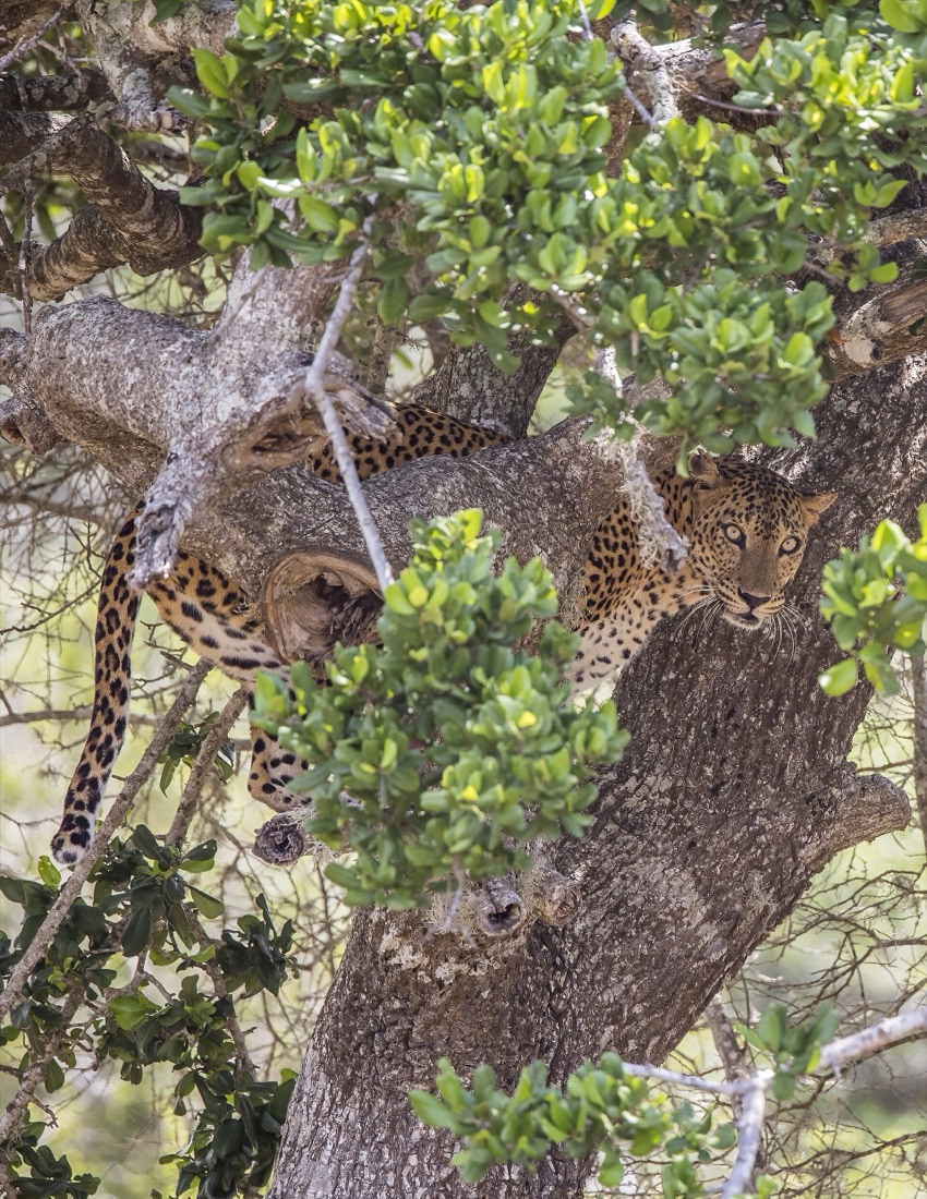 A Sri Lankan leopard resting in the fork of a large tree, half hidden by leaves