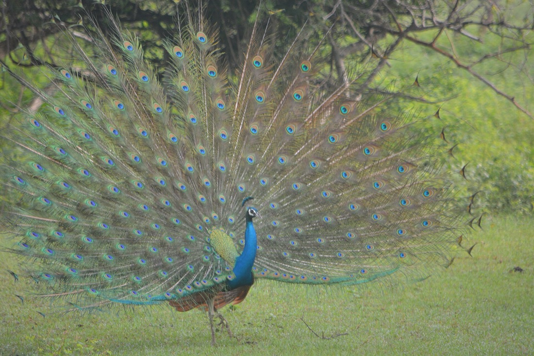 An Indian peacock displaying its full tail fan on a grassy clearing