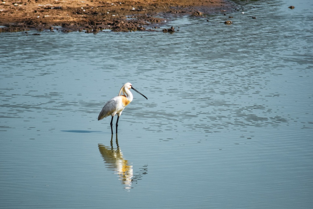 A Eurasian spoonbill wading in still blue water with its reflection below