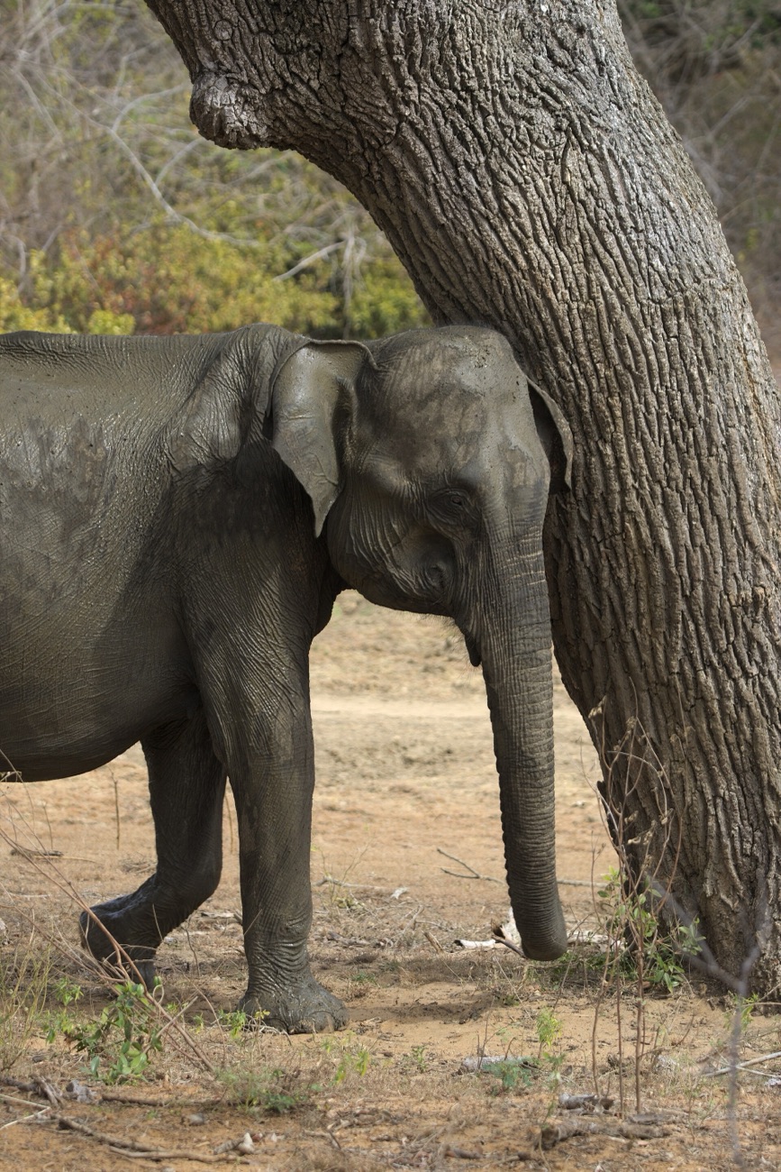 A Sri Lankan elephant rubbing its ear against a thick tree trunk