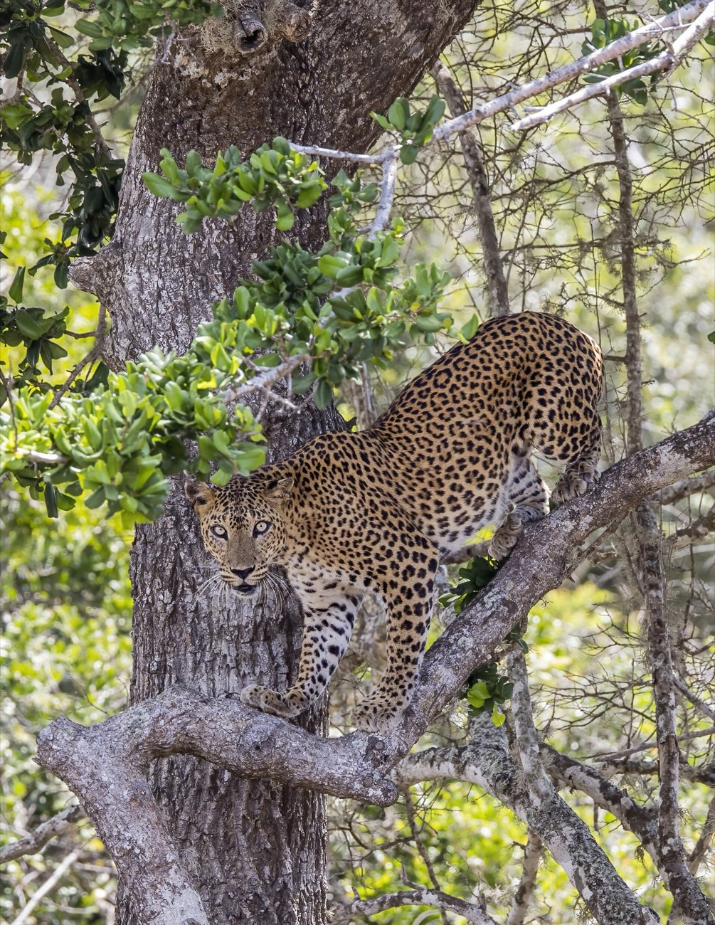 A female Sri Lankan leopard standing on a tree branch in Yala, looking straight at the camera